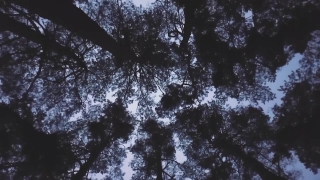 Free 1080p Stock Video, Tree, Woody Plant, Forest, Branch, Trees