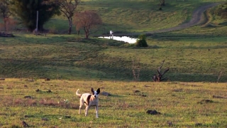 Free Africa Stock Footage, Dog, Grass, Hound, Farm, Canine