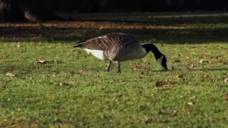 Free Animated Powerpoint Background, Goose, Waterfowl, Bird, Aquatic Bird, Wildlife