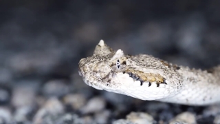 Free Animation Stock Footage, Sidewinder, Rattlesnake, Viper, Snake, Horned Viper