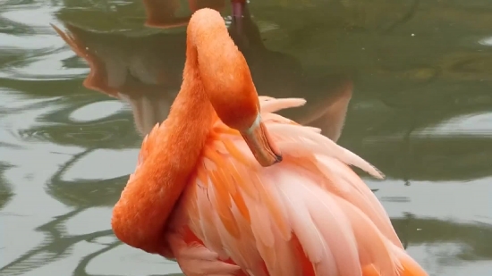 Free Animation Video Clips, Flamingo, Wading Bird, Aquatic Bird, Bird, Pink