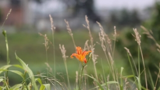 Free Artlist Stock Footage, Day Lily, Bulbous Plant, Vascular Plant, Plant, Flower