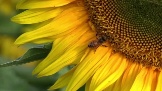 Free Background Download, Sunflower, Flower, Yellow, Plant, Petal