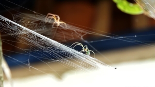 Free Background Loops, Spider Web, Fly, Web, Cobweb, Light