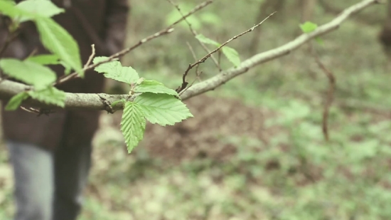 Free Background Motion, Tree, Woody Plant, Plant, Vascular Plant, Leaves