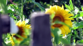 Free Background Pictures, Sunflower, Flower, Plant, Yellow, Summer