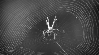 Free Background Video Music, Spider Web, Web, Spider, Cobweb, Arachnid