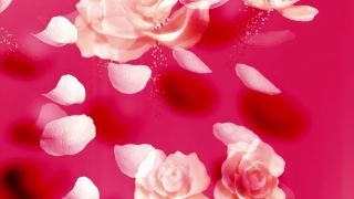 Free Backgrounds Motion, Pink, Rose, Flower, Love, Petal