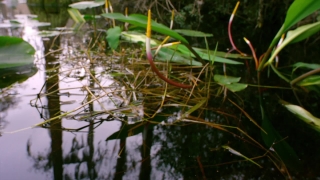 Free Best Stock Footage, Aquatic, Plant, Vascular Plant, Carnivorous Plant, Tree