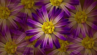 Free Best Stock Footage, Aster, Flower, Daisy, Angiosperm, Blossom