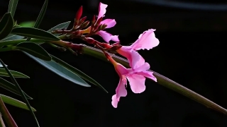 Free Best Stock Videos, Oleander, Poisonous Plant, Plant, Organism, Flower