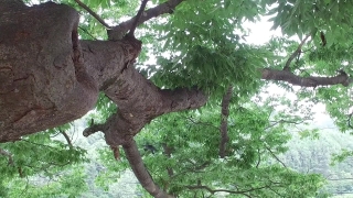 Free Black And White Stock Video, Tree, Woody Plant, Vascular Plant, Forest, Plant