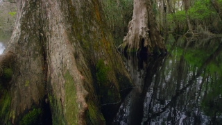 Free Butterfly Green Screen Video Download, Tree, Forest, Woody Plant, Plant, Vascular Plant