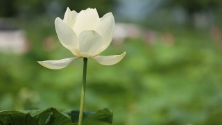 Free Buy No Copyright Videos, Petal, Flower, Plant, Lotus, Blossom