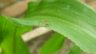 Free Campfire Stock Video, Insect, Arthropod, Beetle, Ant, Leaf Beetle