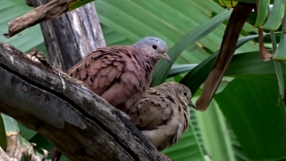 Free Chicago Stock Footage, Dove, Bird, Beak, Wildlife, Feather