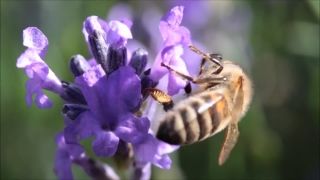 Free Chocolate Stock Video, Insect, Bee, Plant, Flower, Vascular Plant