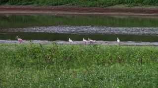 Free Cinematic No Copyright Video, Swamp, Landscape, Grass, Water, Wetland