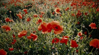 Free Crying Stock Footage, Poppy, Flower, Angiosperm, Herb, Vascular Plant