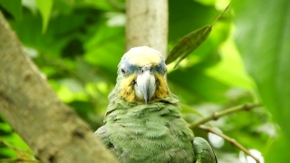 Free Digital Background Chroma Key, Bird, Parrot, Cockatoo, Beak, Wildlife