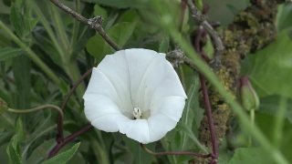 Free  Disco Stock Footage, Thorn Apple, Shrub, Woody Plant, Vascular Plant, Plant