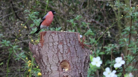 Free Download Video No Copyright, Bird, Robin, Thrush, Wildlife, Beak