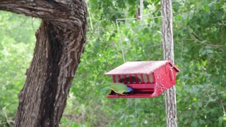 Free Driving Stock Video, Bird Feeder, Device, Park, Tree, Grass