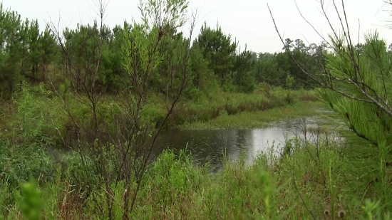 Free Editing Backgrounds, Forest, Swamp, Land, Lake, Tree