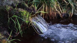 Free Fireplace Video Loop, Bird, Heron, Water, Little Blue Heron, River