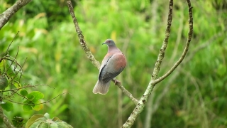 Free Flame Stock Footage, Wren, Bird, Wildlife, Feather, Beak