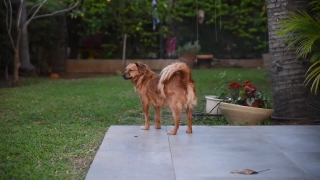 Free Footage For Premiere Pro, Golden Retriever, Retriever, Dog, Sporting Dog, Canine