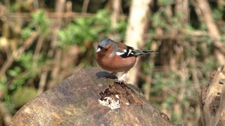 Free Footages, Brambling, Finch, Bird, Wildlife, Beak