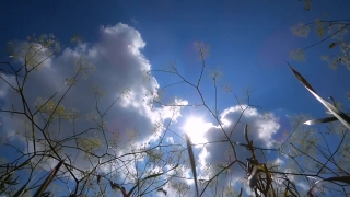 Free Graphics Video Background Hd, Sky, Atmosphere, Tree, Clouds, Sun