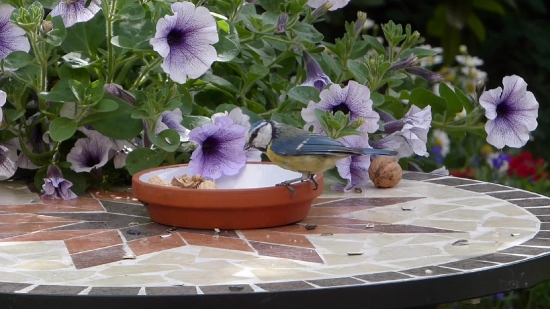 Free Green Screen Video Downloading, Petunia, Flower, Angiosperm, Spermatophyte, Flowers