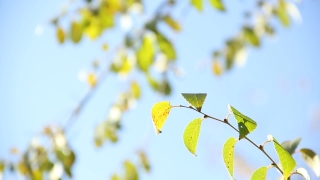 Free Hand Touch Green Screen No Copyright Download, Tree, Plant, Leaf, Branch, Leaves