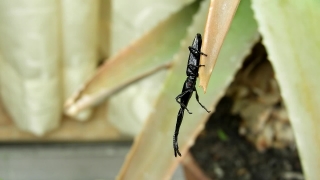 Free Hd Backdrops, Long-horned Beetle, Beetle, Insect, Arthropod, Invertebrate