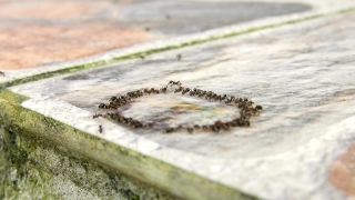 Free Hd Video Loops For Background, Larva, Animal, Insect, Organism, Sand