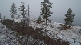 Free Historical Stock Footage, Fir, Snow, Pine, Tree, Forest