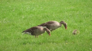 Free Historical Stock Footage, Goose, Waterfowl, Bird, Aquatic Bird, Wildlife