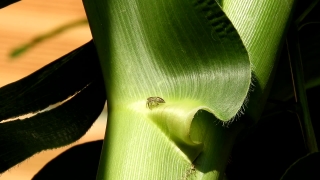 Free Istock Video Footage, Leek, Vegetable, Produce, Food, Plant