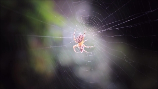 Free  Jail Stock Footage, Spider Web, Web, Trap, Cobweb, Spider