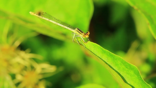 Free Kumpulan Lagu No Copyright Youtube, Damselfly, Insect, Arthropod, Invertebrate, Leaf