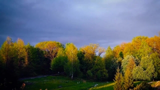 Free Lo Fi Stock Footage, Rapeseed, Oilseed, Tree, Seed, Autumn