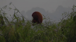 Free Money Stock Video, Lesser Panda, Mammal, Grass, Brown, Wildlife