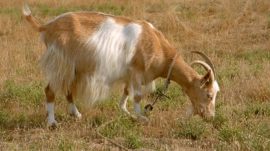 Free Motion Backgrounds For, Calf, Young Mammal, Animal, Young, Livestock