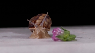 Free Motion Backgrounds, Snail, Pencil Sharpener, Insect, Shell, Sharpener