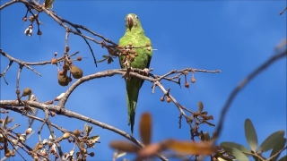 Free Motion Video Background Loops, Bird, Warbler, Tree, Bee Eater, Branch