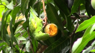 Free National Geographic Stock Footage, Edible Fruit, Fruit, Food, Tree, Produce