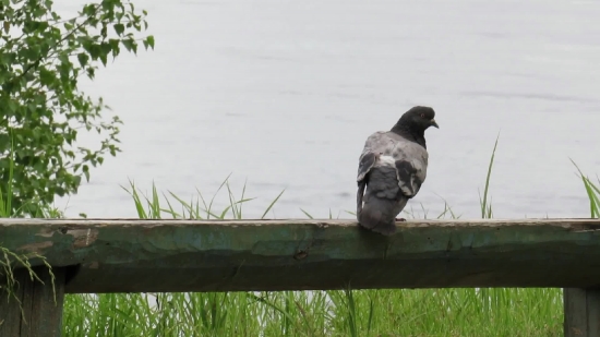 Free Nature Footage, Dove, Bird, Wildlife, Animal, Feather