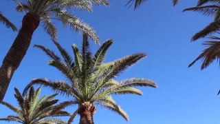 Free New Stock Video, Coconut, Palm, Tree, Sky, Tropical